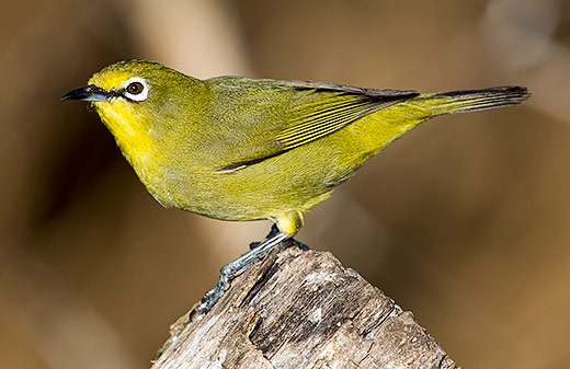 Cape White-eye